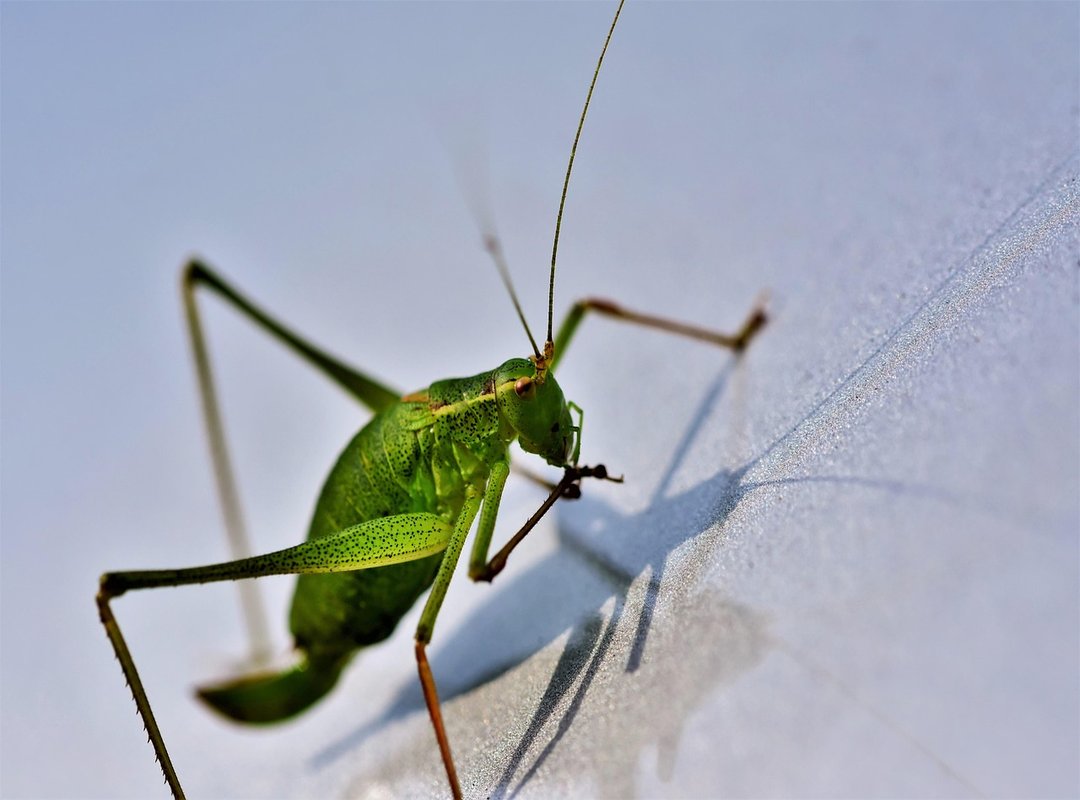 Download Updates Scookiepad