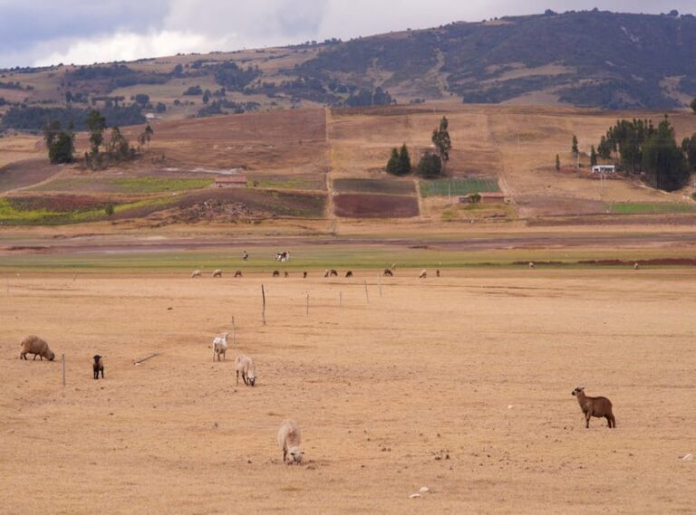 omalovánky toca boca