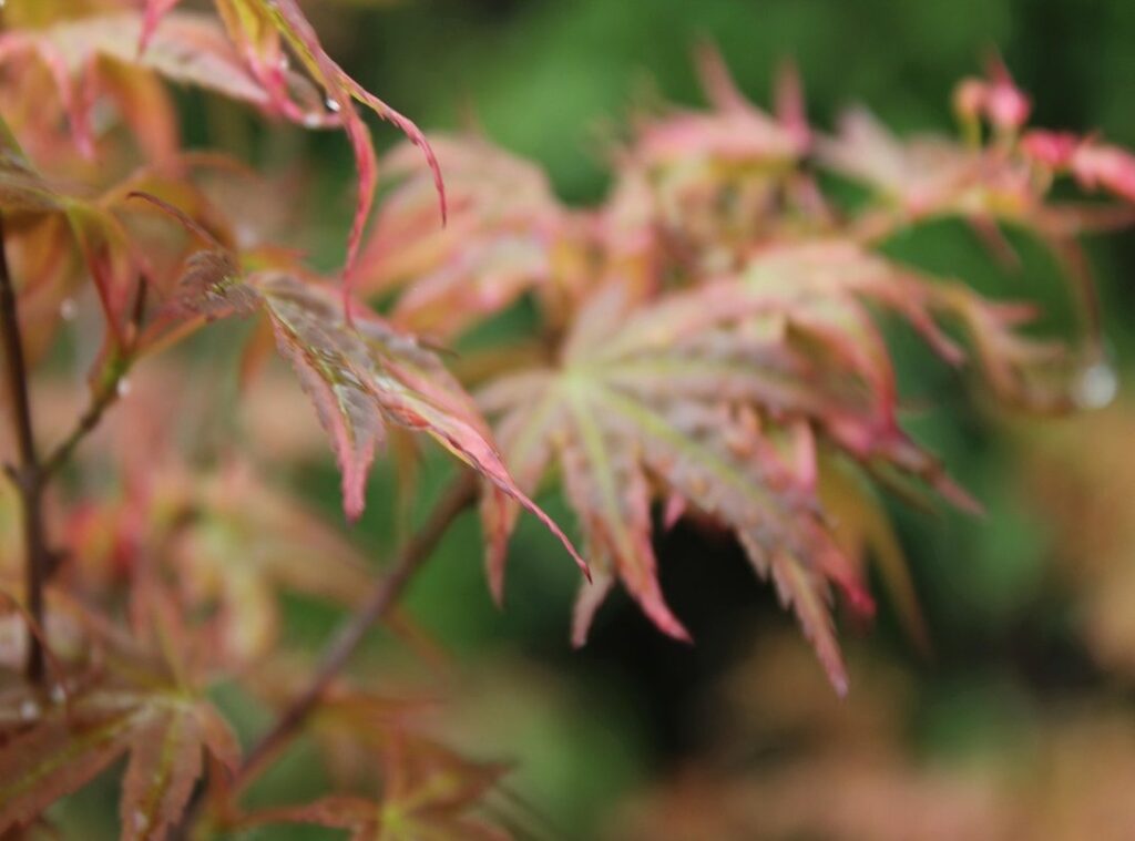 weibo video downloader without watermark